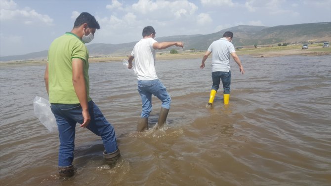 Gaziantep'te göletlere 55 bin sazan yavrusu bırakıldı