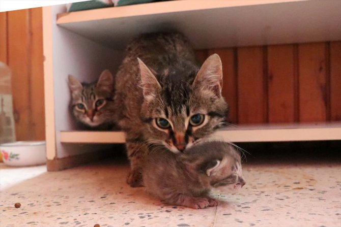 Bolu'da yavruları ölen kedi başka yavruları besliyor