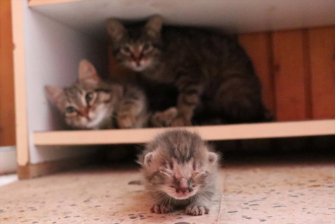 Bolu'da yavruları ölen kedi başka yavruları besliyor