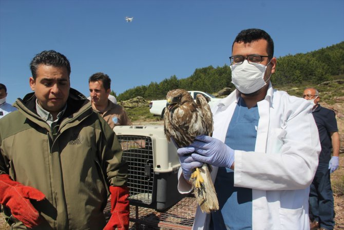 Afyonkarahisar'da tedavileri tamamlanan 5 şahin doğaya salındı