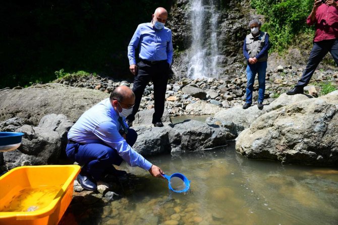 Manahoz Deresi'ne 6 bin alabalık salındı