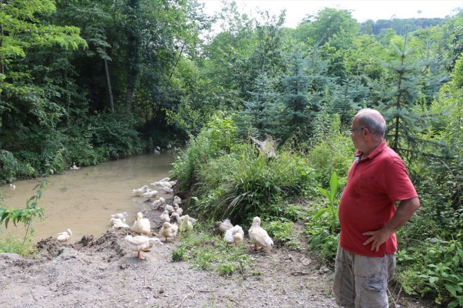 Ordu'da Pekin ördeği yetiştirilecek