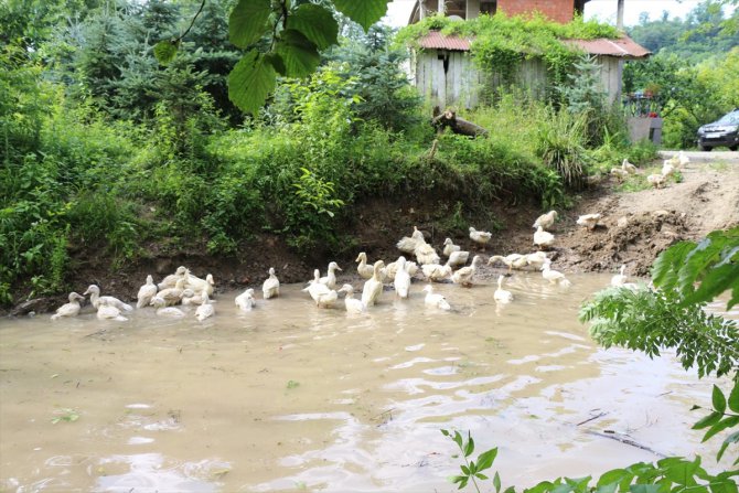 Ordu'da Pekin ördeği yetiştirilecek