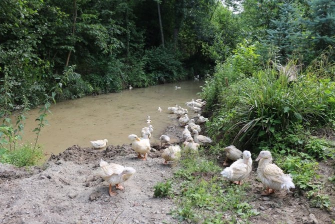 Ordu'da Pekin ördeği yetiştirilecek