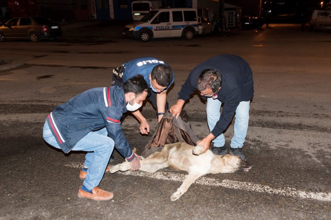 Ankara'da otomobilin çarptığı köpek için vatandaşlar seferber oldu