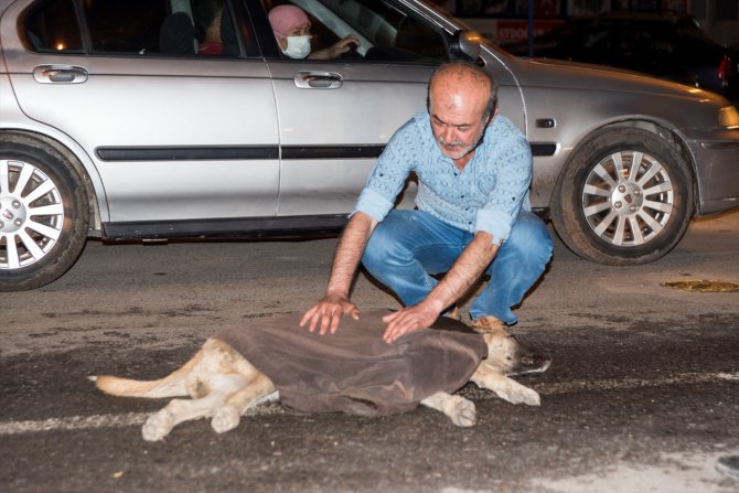 Ankara'da otomobilin çarptığı köpek için vatandaşlar seferber oldu