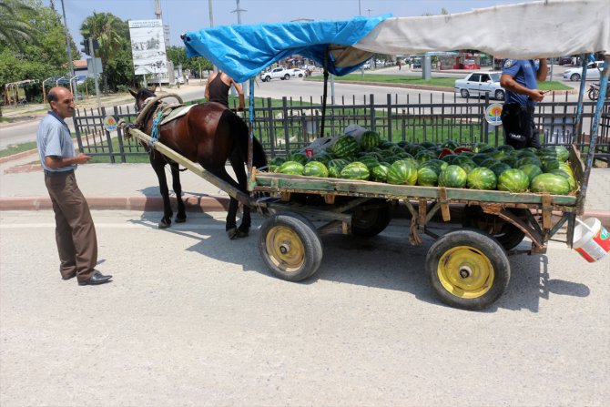 Adana'da karpuz taşıyan at arabasından düşen seyyar satıcı yaralandı