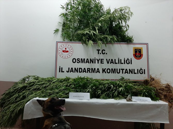 Osmaniye'de evlerinin bahçesinde Hint keneviri yetiştiren 3 şüpheli yakalandı