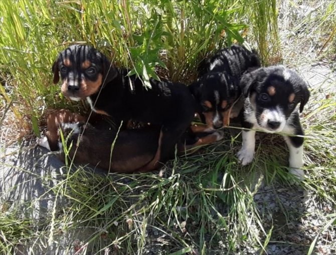 Bolu'da başıboş köpek ve 7 yavrusuna ilçe sakinleri sahip çıktı