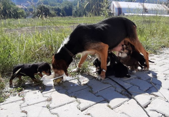 Bolu'da başıboş köpek ve 7 yavrusuna ilçe sakinleri sahip çıktı