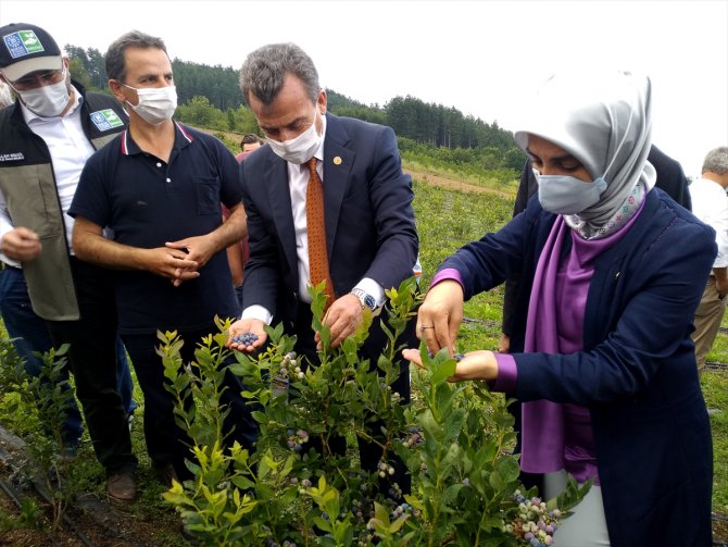 Bursa'da yaban mersini hasatı başladı