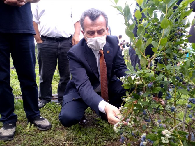 Bursa'da yaban mersini hasatı başladı