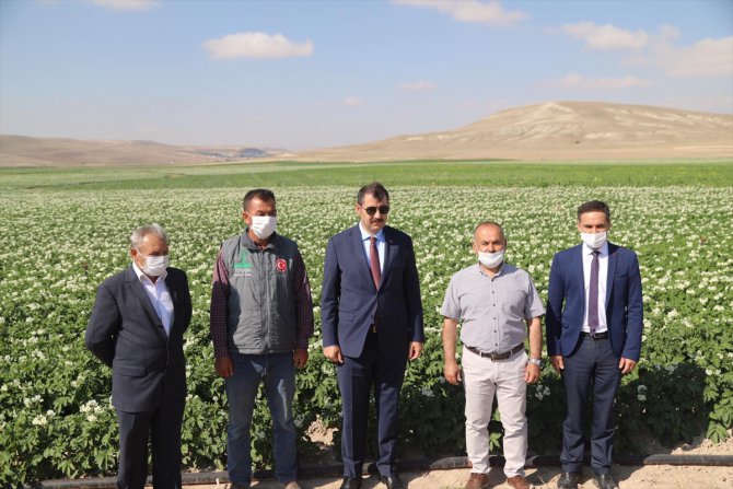 Sivas'ın hedefi yemeklik patates üretiminde ilk üçte yer almak