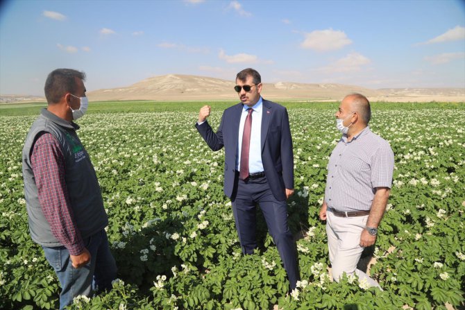 Sivas'ın hedefi yemeklik patates üretiminde ilk üçte yer almak