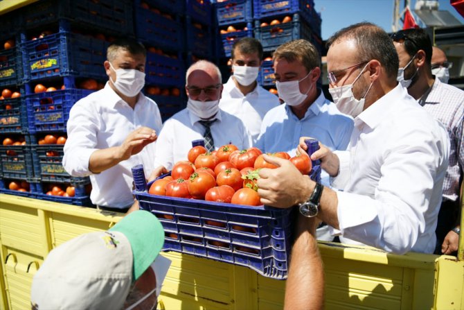 AK Parti Grup Başkanvekili Turan, domates hasat şenliğine katıldı: