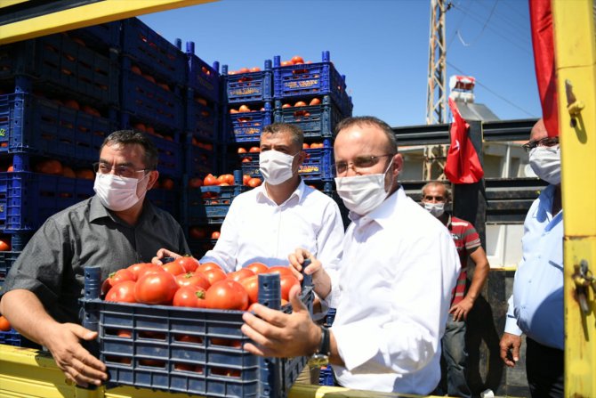 AK Parti Grup Başkanvekili Turan, domates hasat şenliğine katıldı: