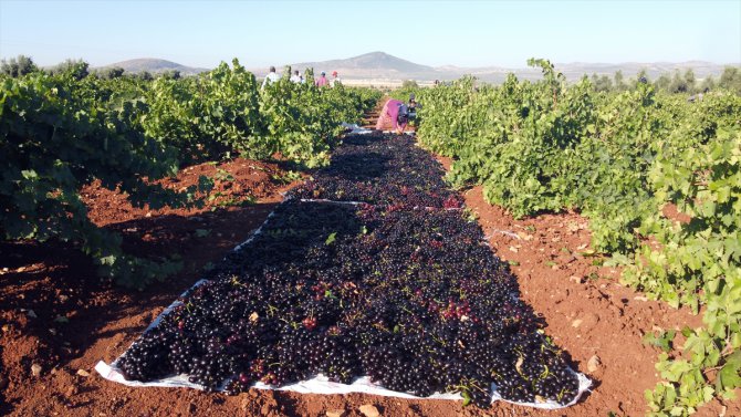 "Kilis karası" üzümde hasat zamanı