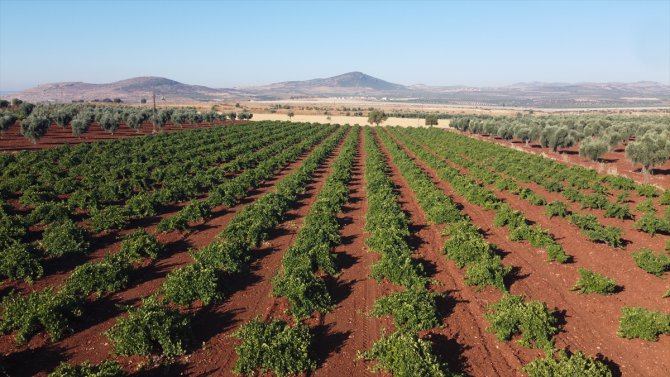 "Kilis karası" üzümde hasat zamanı