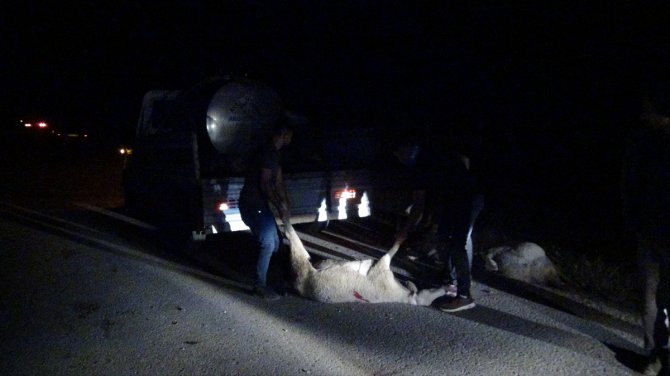 Afyonkarahisar'da kamyonetin çarptığı 13 koyun telef oldu