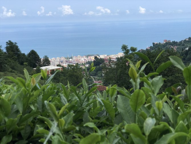 ÇAYKUR, ikinci sürgün yaş çay alımlarını tamamladı