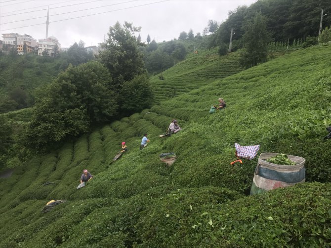 ÇAYKUR, ikinci sürgün yaş çay alımlarını tamamladı