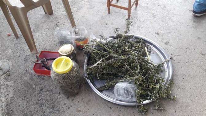 Hatay'da evin bahçesine ekili Hint keneviri ele geçirildi: 1 gözaltı