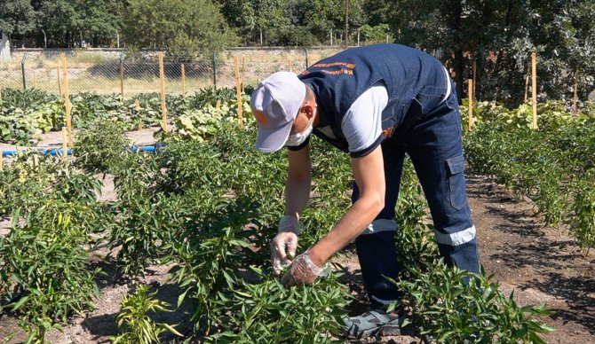 Keçiören Belediyesi kendi ürettiği organik ürünleri yemekhanesinde kullanıyor