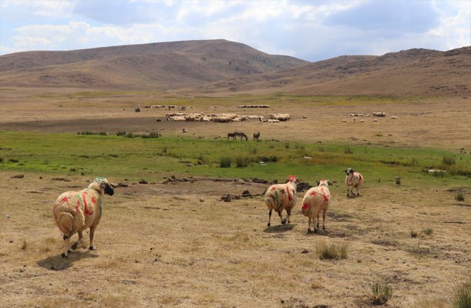 Erzincan'da koç katım şenliği düzenlendi