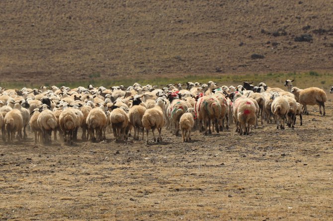 Erzincan'da koç katım şenliği düzenlendi