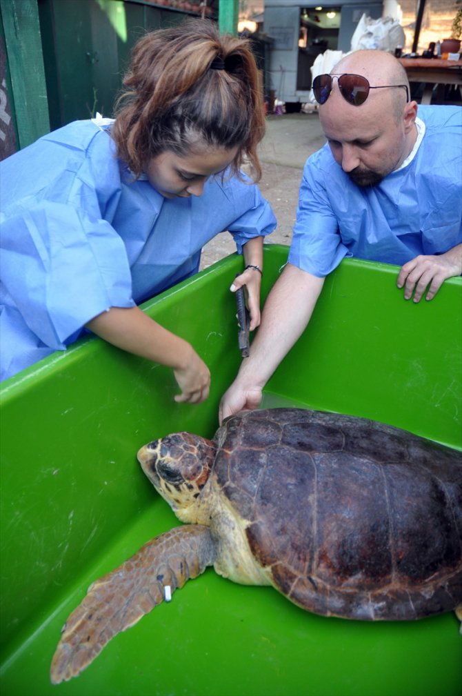 Tedavisi tamamlanan caretta caretta denize salındı