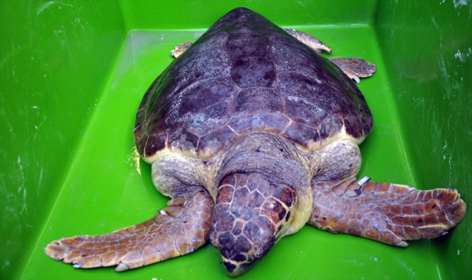 Tedavisi tamamlanan caretta caretta denize salındı