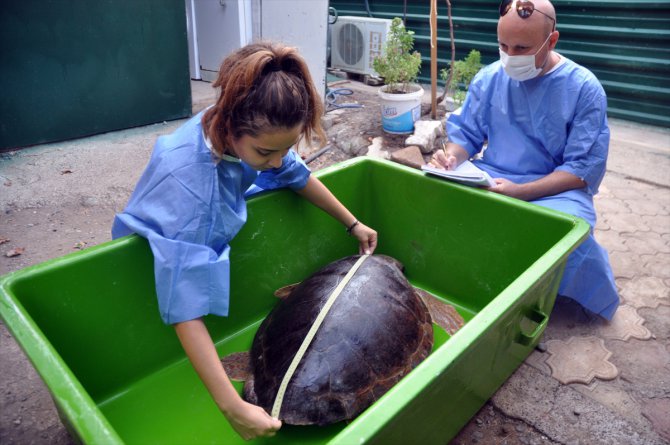 Tedavisi tamamlanan caretta caretta denize salındı