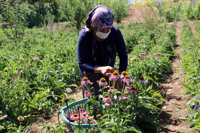 Uşak'ta ilk kez ekilen "ekinezya"da hasat yapıldı