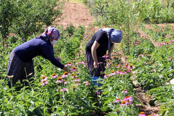 Uşak'ta ilk kez ekilen "ekinezya"da hasat yapıldı