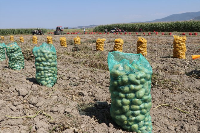 Bolu'da tarla günü etkinliği düzenlendi