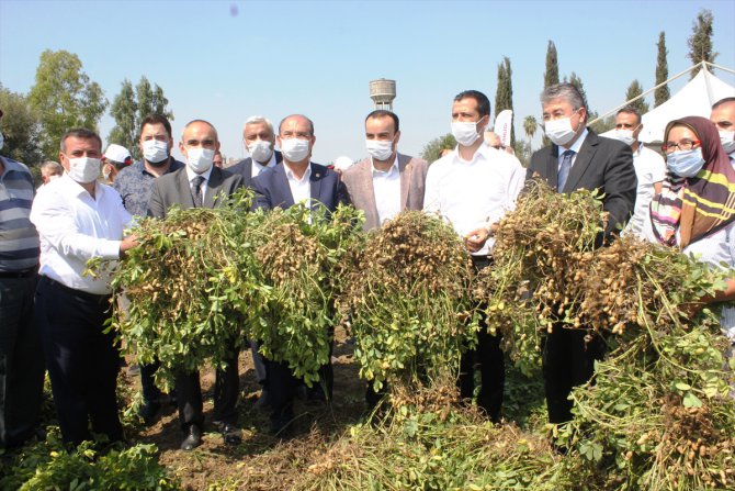 Osmaniye'de tescilli yerfıstığı "Ayşehanım" tanıtıldı