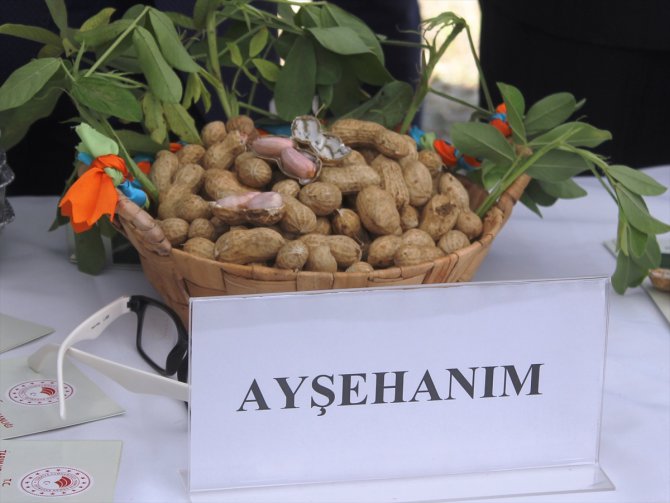 Osmaniye'de tescilli yerfıstığı "Ayşehanım" tanıtıldı