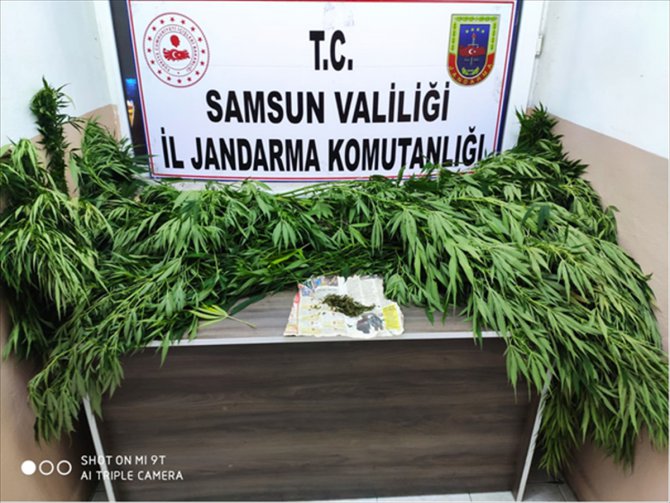 Samsun'da jandarmanın uyuşturucu operasyonunda 15 şüpheli yakalandı