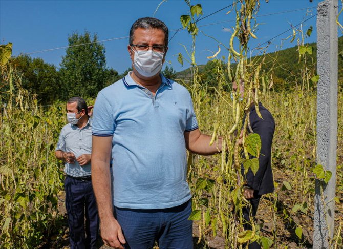 Akkuş şeker fasulyesinin hasadına başlandı