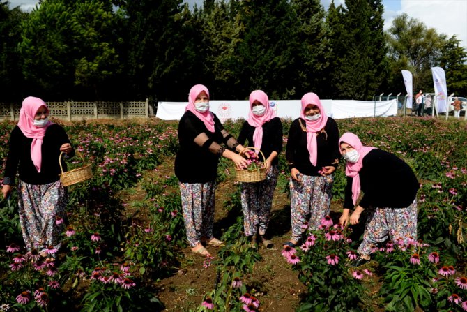 Bursalı kadın çiftçiler "ekinezya" yetiştirmeye başladı