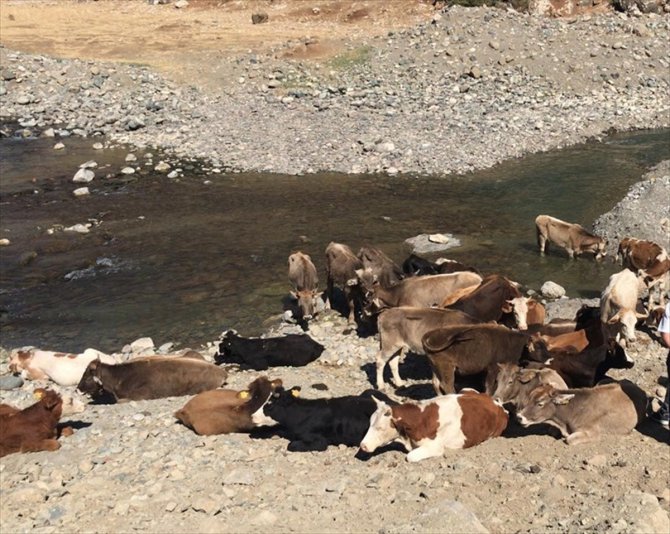 Hakkari'de hayvan kaçakçılarına 2 milyon 18 bin 444 lira ceza verildi