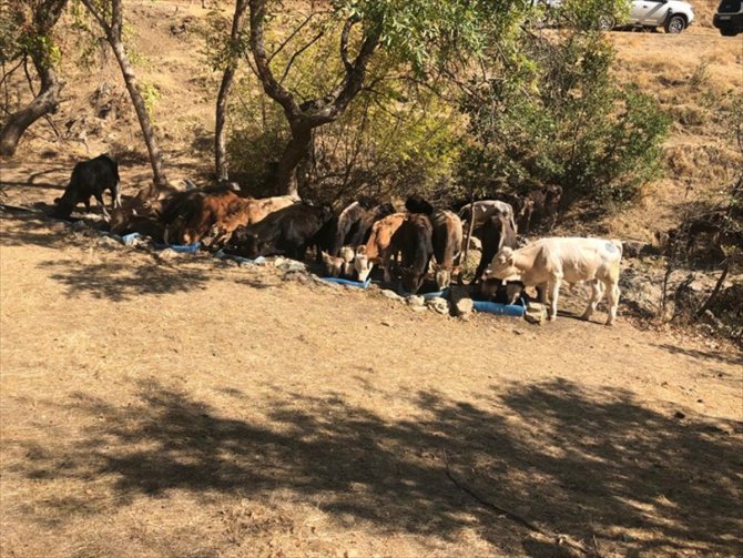 Hakkari'de hayvan kaçakçılarına 2 milyon 18 bin 444 lira ceza verildi