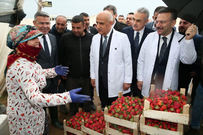 Bakan Vahit Kirişci, Aydın'da çilek hasadında konuştu: