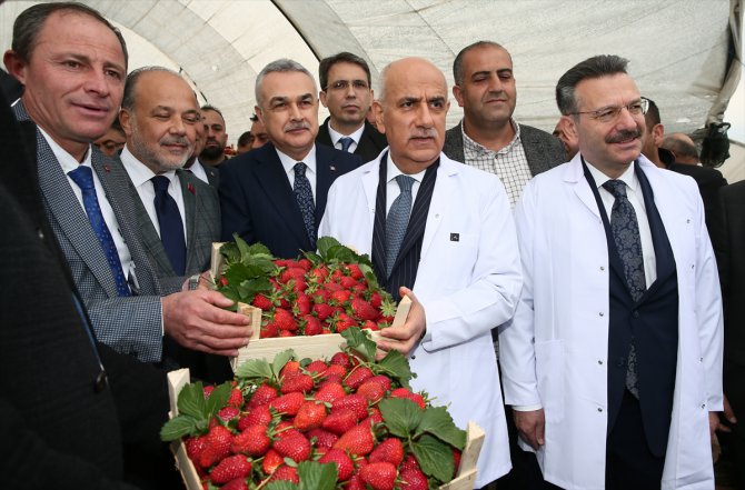 Bakan Vahit Kirişci, Aydın'da çilek hasadında konuştu: