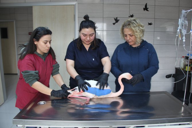 Afyonkarahisar’da yaralı bulunan flamingo AKÜREM'de tedaviye alındı