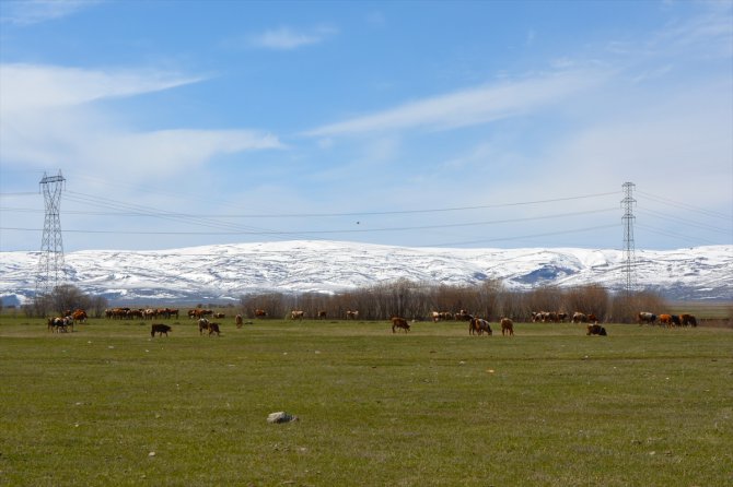 Karların eridiği Ardahan'da büyükbaş hayvanlar meraya çıktı