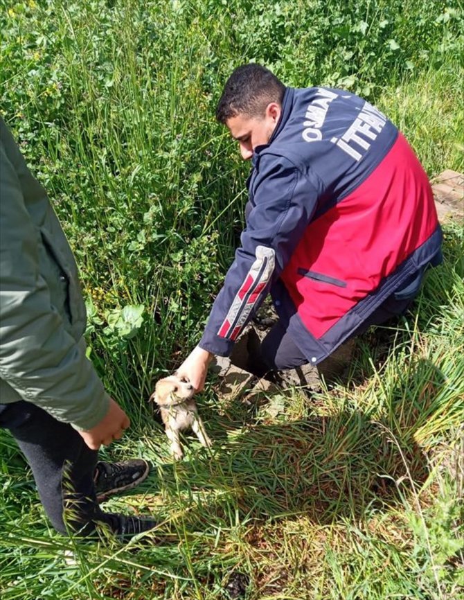 Osmaniye'de su kuyusuna düşen 4 köpek yavrusunu itfaiye kurtardı