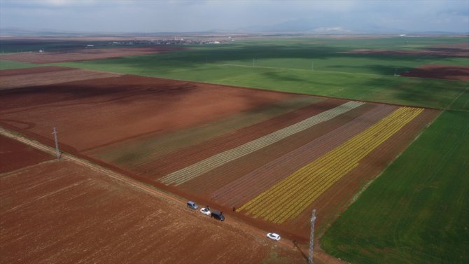 Karaman'da lale bahçesi ziyaretçilere kapılarını açmaya hazırlanıyor