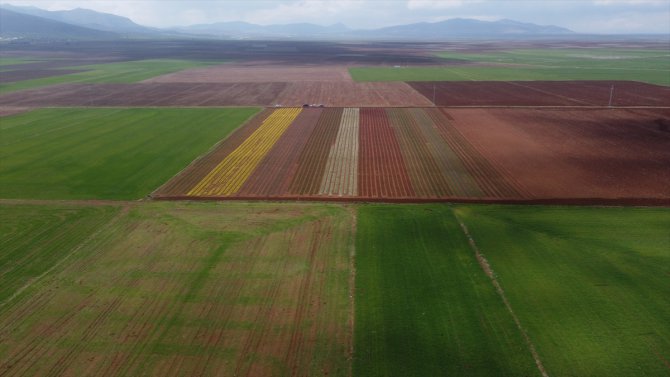 Karaman'da lale bahçesi ziyaretçilere kapılarını açmaya hazırlanıyor