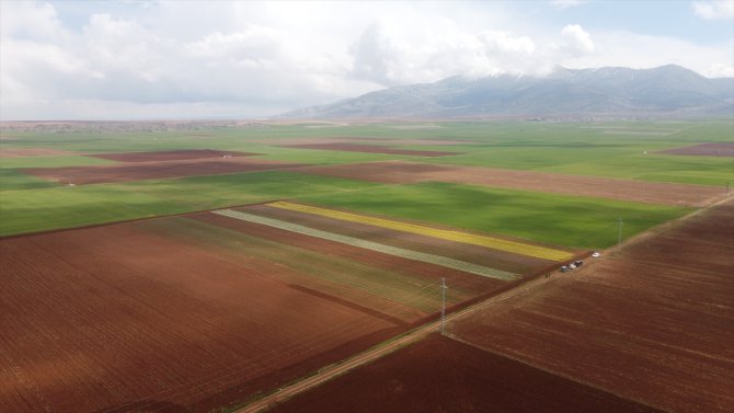 Karaman'da lale bahçesi ziyaretçilere kapılarını açmaya hazırlanıyor